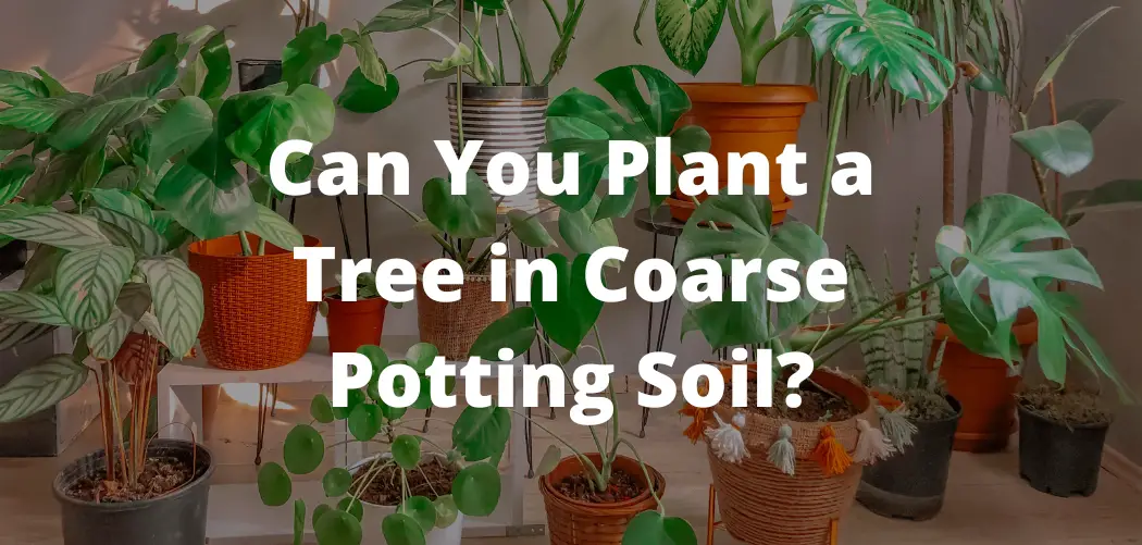 Can you Plant a Tree in Coarse Potting Soil?