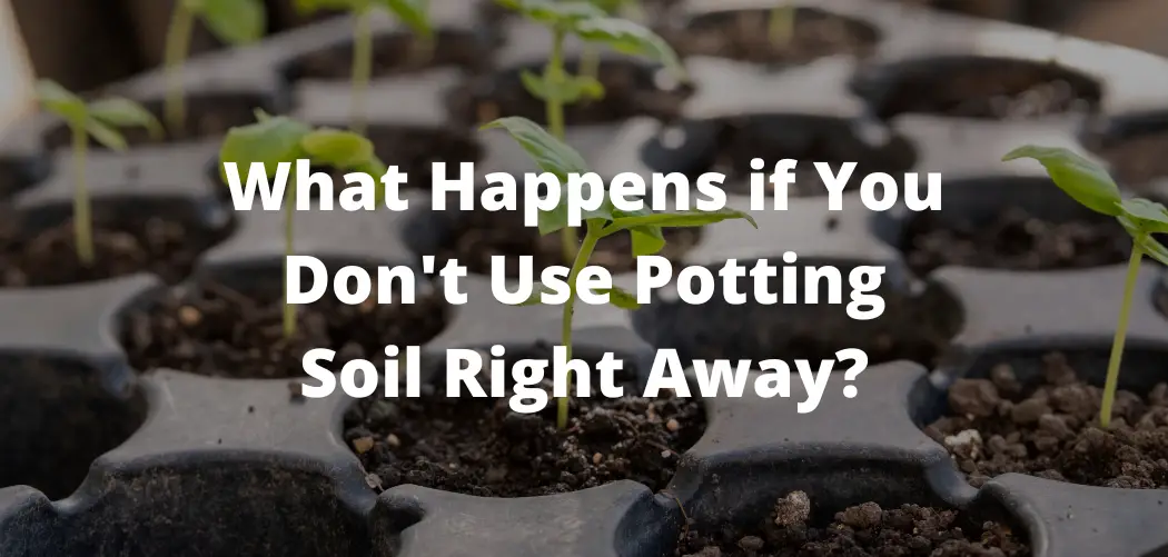 What Happens if You Don't Use Potting Soil Right Away?