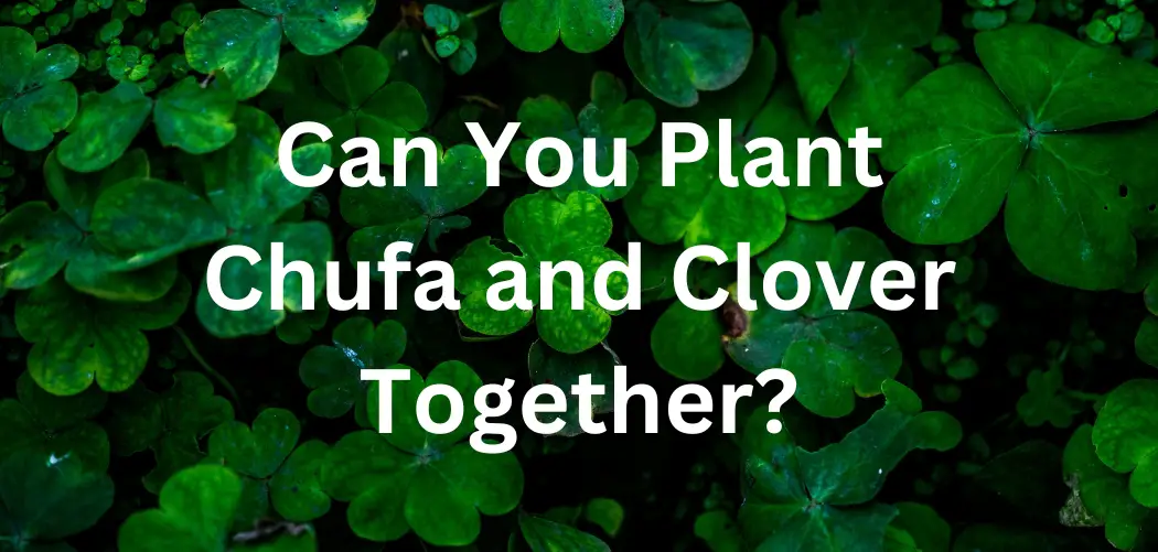 Can You Plant Chufa and Clover Together?