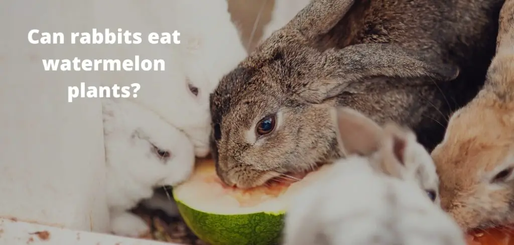 Can rabbits eat watermelon plants?