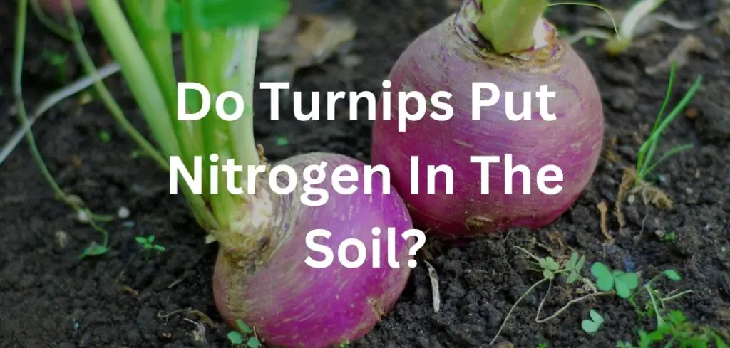 Do Turnips Put Nitrogen In The Soil?