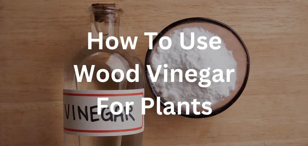 How To Use Wood Vinegar For Plants
