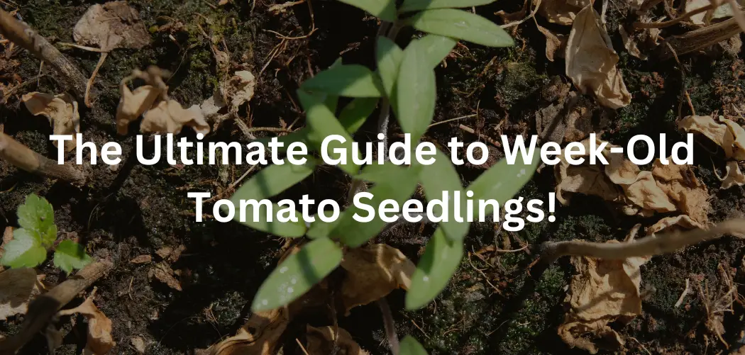 The Ultimate Guide to Week-Old Tomato Seedlings!