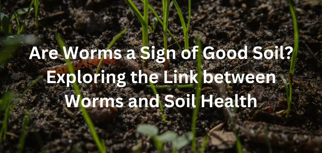 Are Worms a Sign of Good Soil