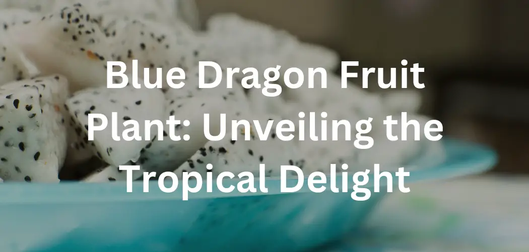 Blue Dragon Fruit Plant: Unveiling the Tropical Delight