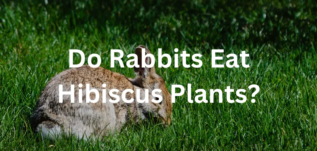 Do Rabbits Eat Hibiscus Plants