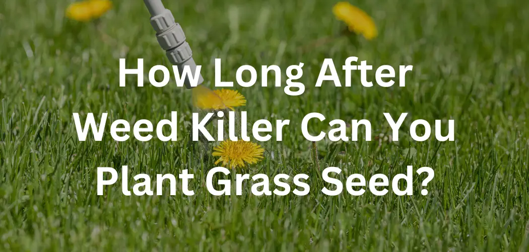 How Long After Weed Killer Can You Plant Grass Seed?