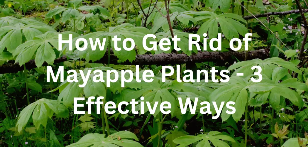 How to Get Rid of Mayapple Plants