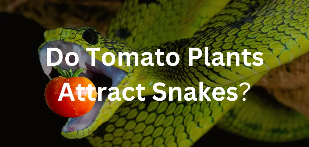 do tomato plants attract snakes