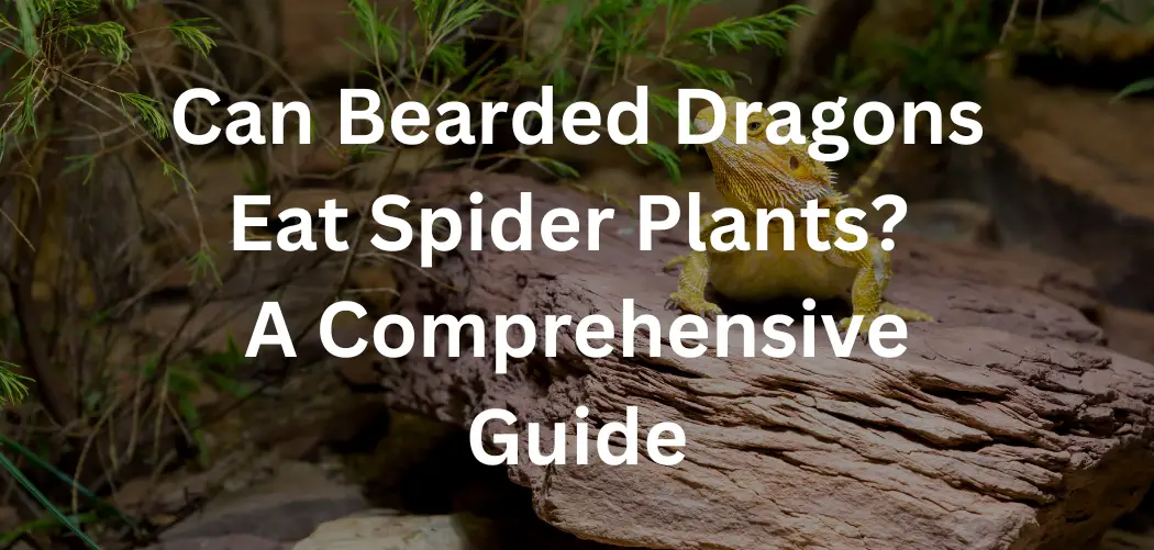 Can Bearded Dragons Eat Spider Plants