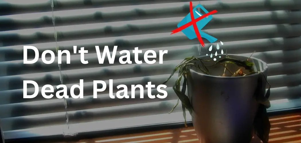 Don't Water Dead Plants