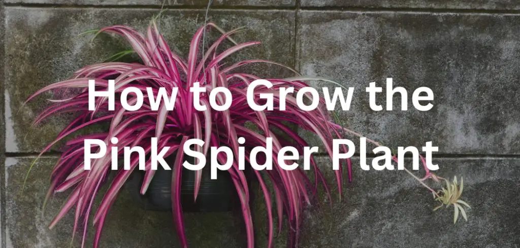 How to Grow the Pink Spider Plant