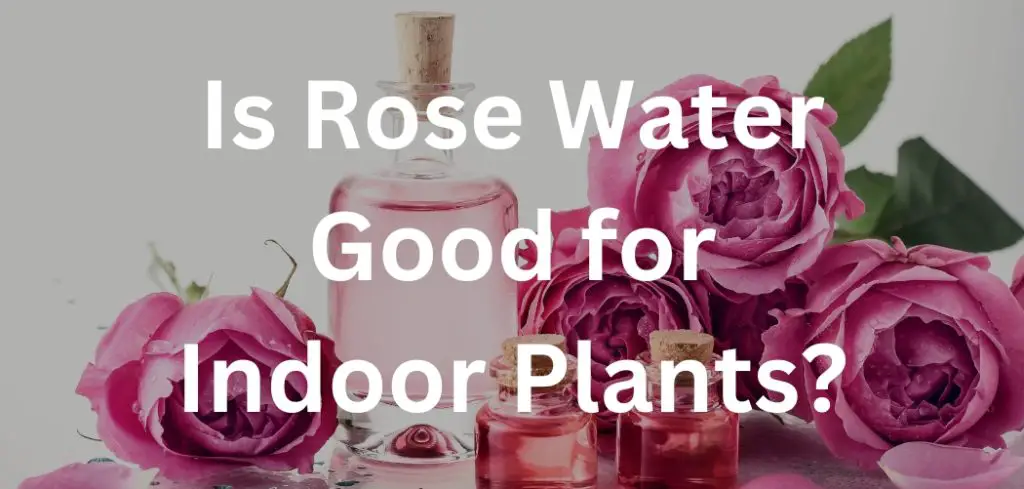 Is Rose Water Good for Indoor Plants?