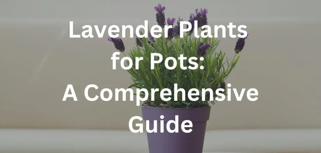 Lavender Plants for Pots