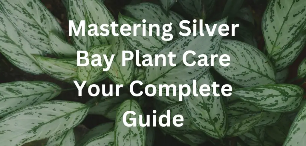 Mastering Silver Bay Plant Care: Your Complete Guide