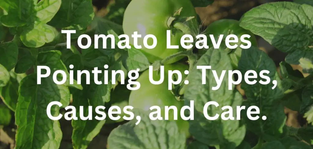 Tomato Leaves Pointing Up: Types, Causes, and Care