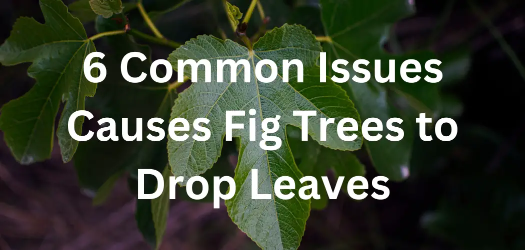 6 Common Issues Causes Fig Trees to Drop Leaves